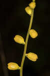 Golden colicroot